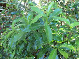 Image of Warburgia ugandensis Sprague
