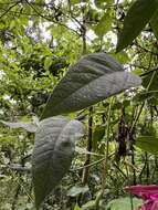 Image de Passiflora longipes A. Juss.