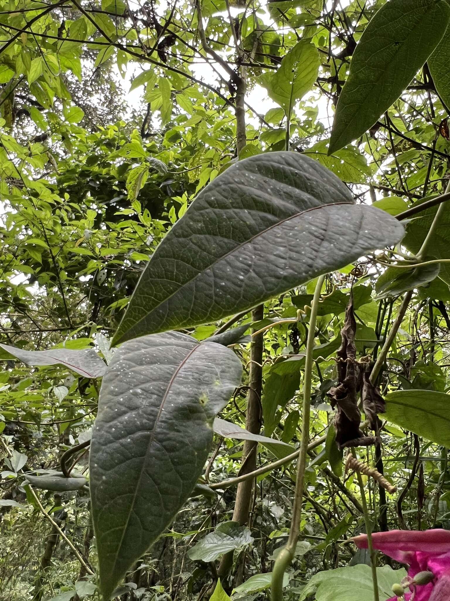 Image de Passiflora longipes A. Juss.