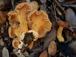 Plancia ëd Cantharellus lewisii Buyck & V. Hofst. 2011