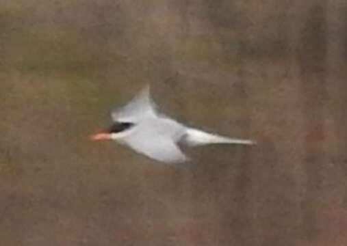 Image of Black-fronted Tern