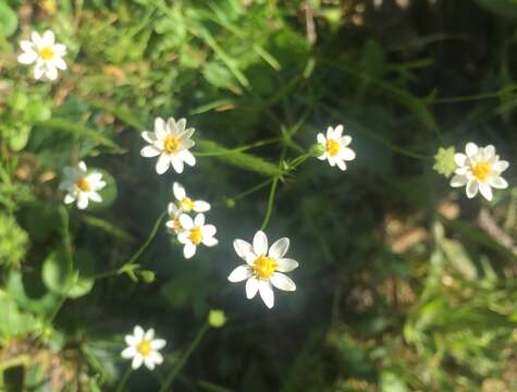 Image of Pamphalea heterophylla Less.