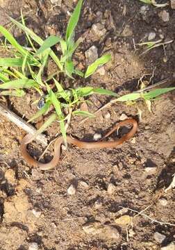 Image of Bocourt's Black-headed Snake