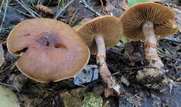 Image of Cortinarius armillatus (Fr.) Fr. 1838