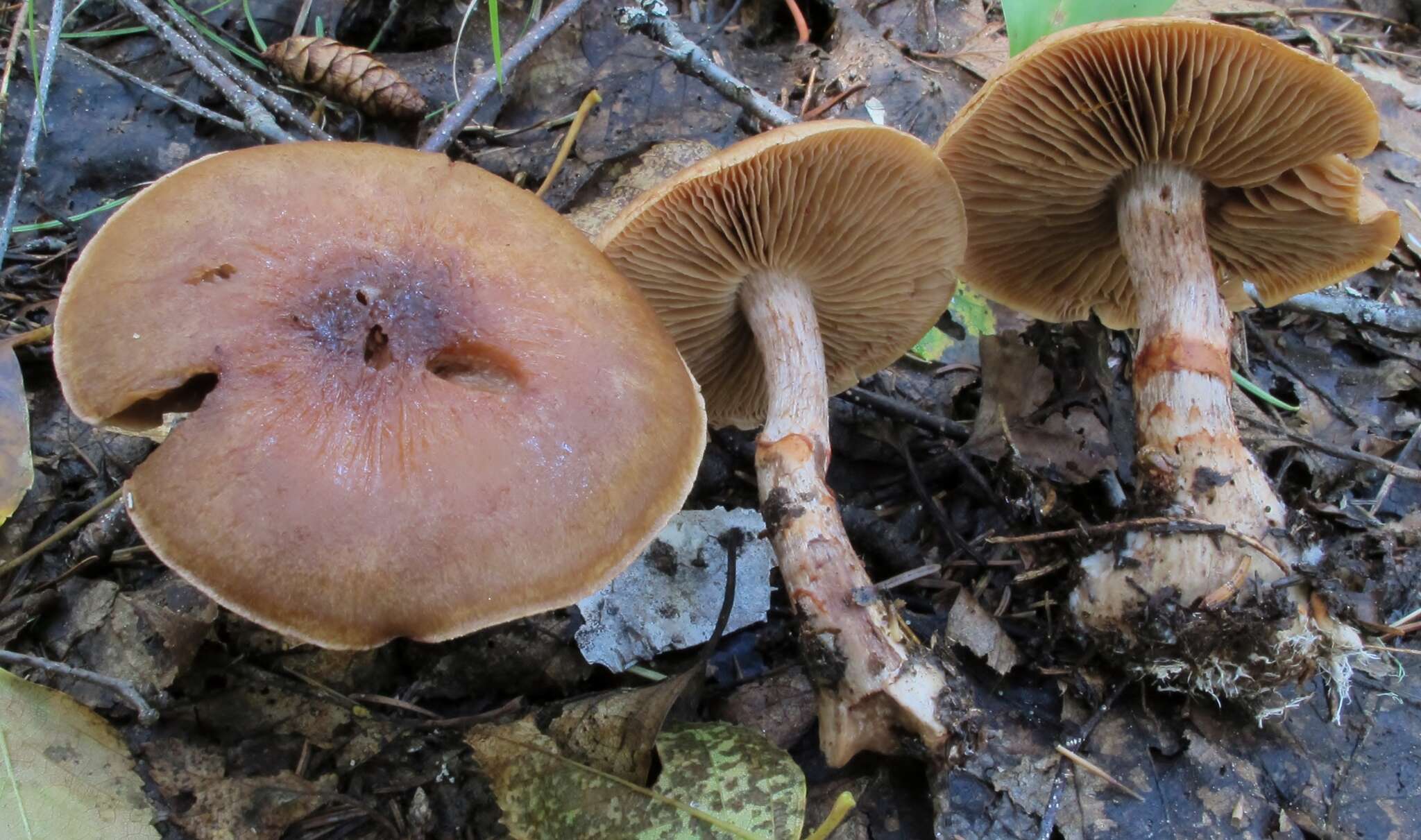 Image of Cortinarius armillatus (Fr.) Fr. 1838