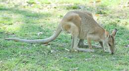 Image of Agile Wallaby