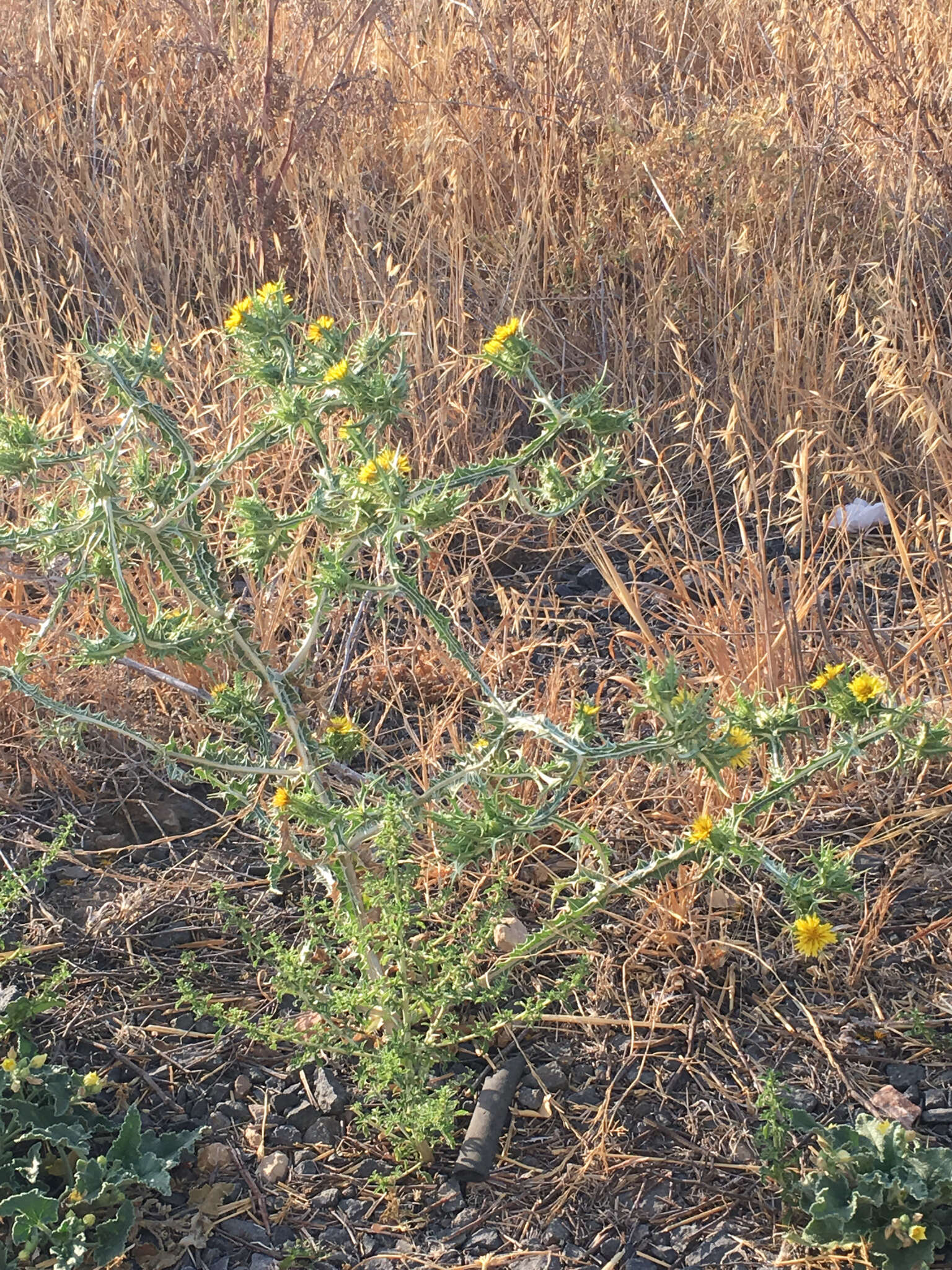 Image of spotted goldenthistle