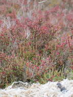 Image of Salicornia mossiana (Toelken) Piirainen & G. Kadereit
