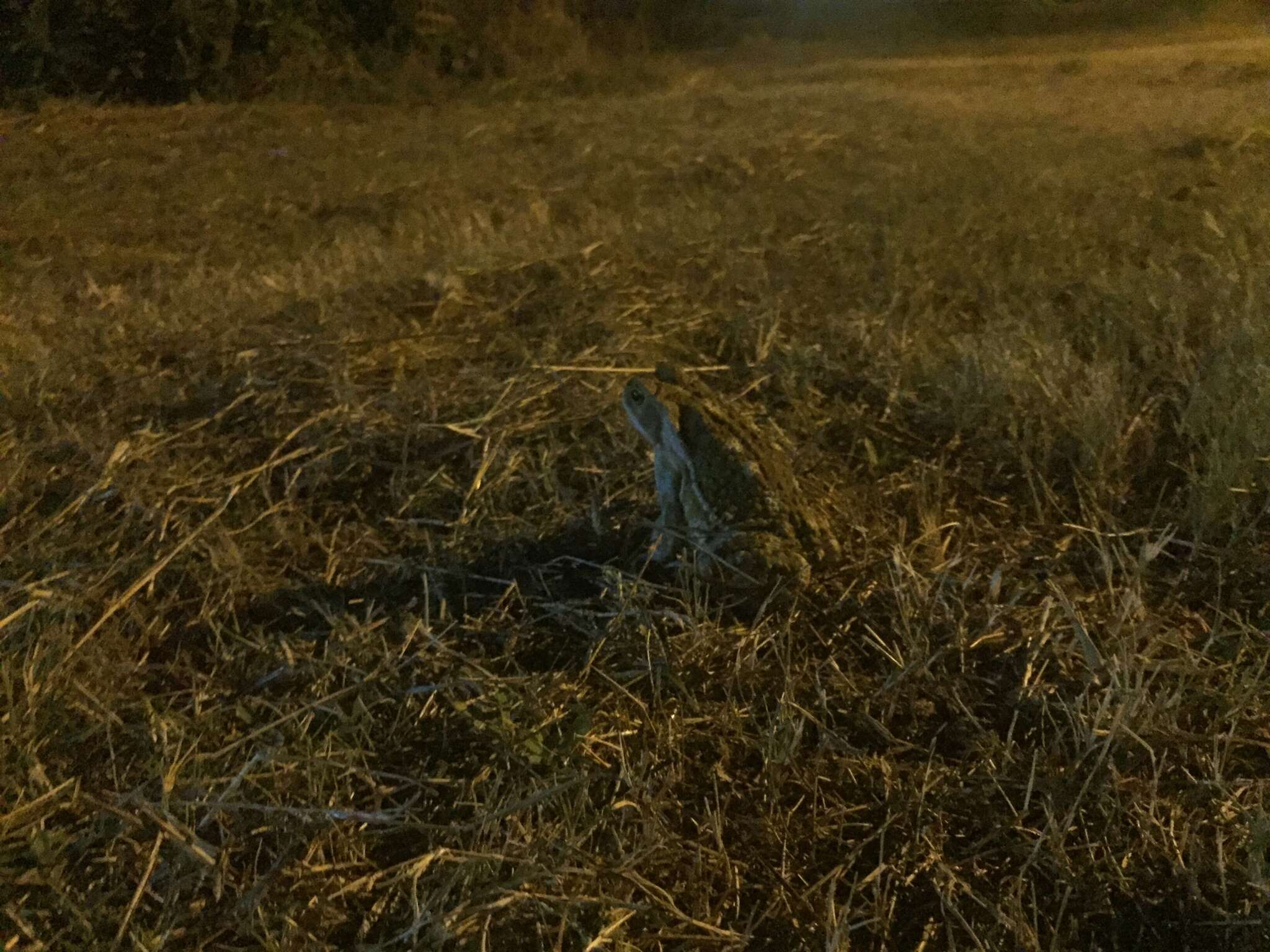 Image of Argentine toad