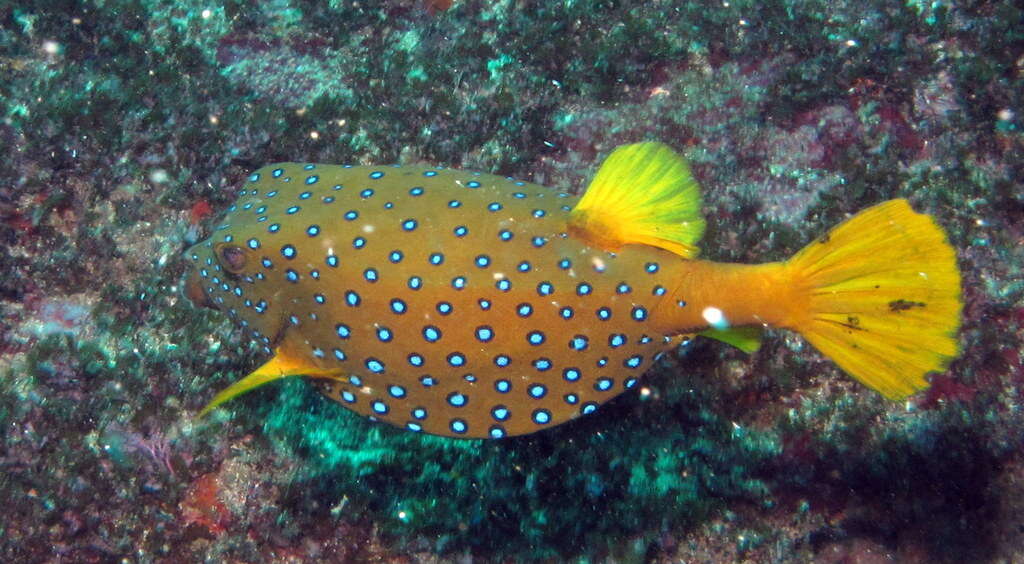 Image of Yellow boxfish