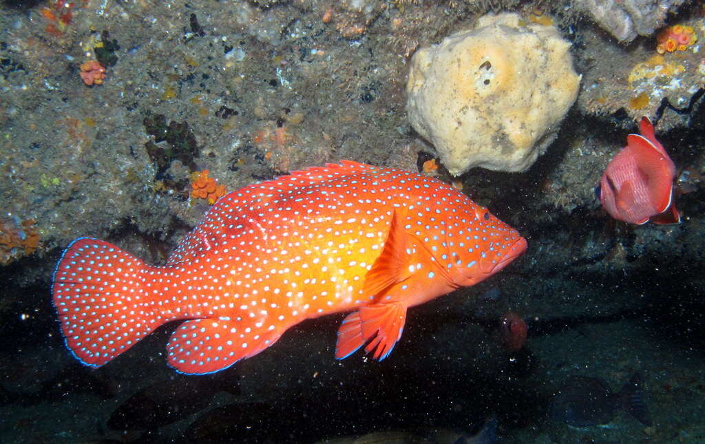 Image of Coral Hind