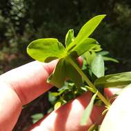 Image of Euphorbia esuliformis S. Schauer