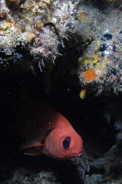 Image of Big-eye Soldierfish