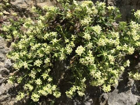 Plancia ëd Galium megalospermum All.