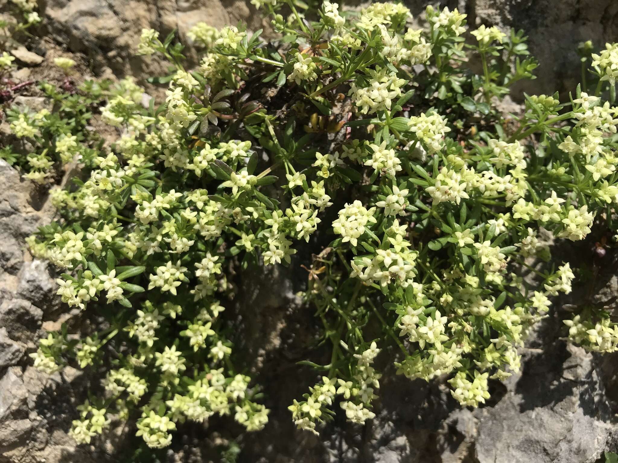 Imagem de Galium megalospermum All.