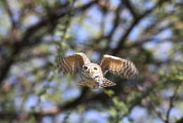 Image of Pearl-spotted Owlet