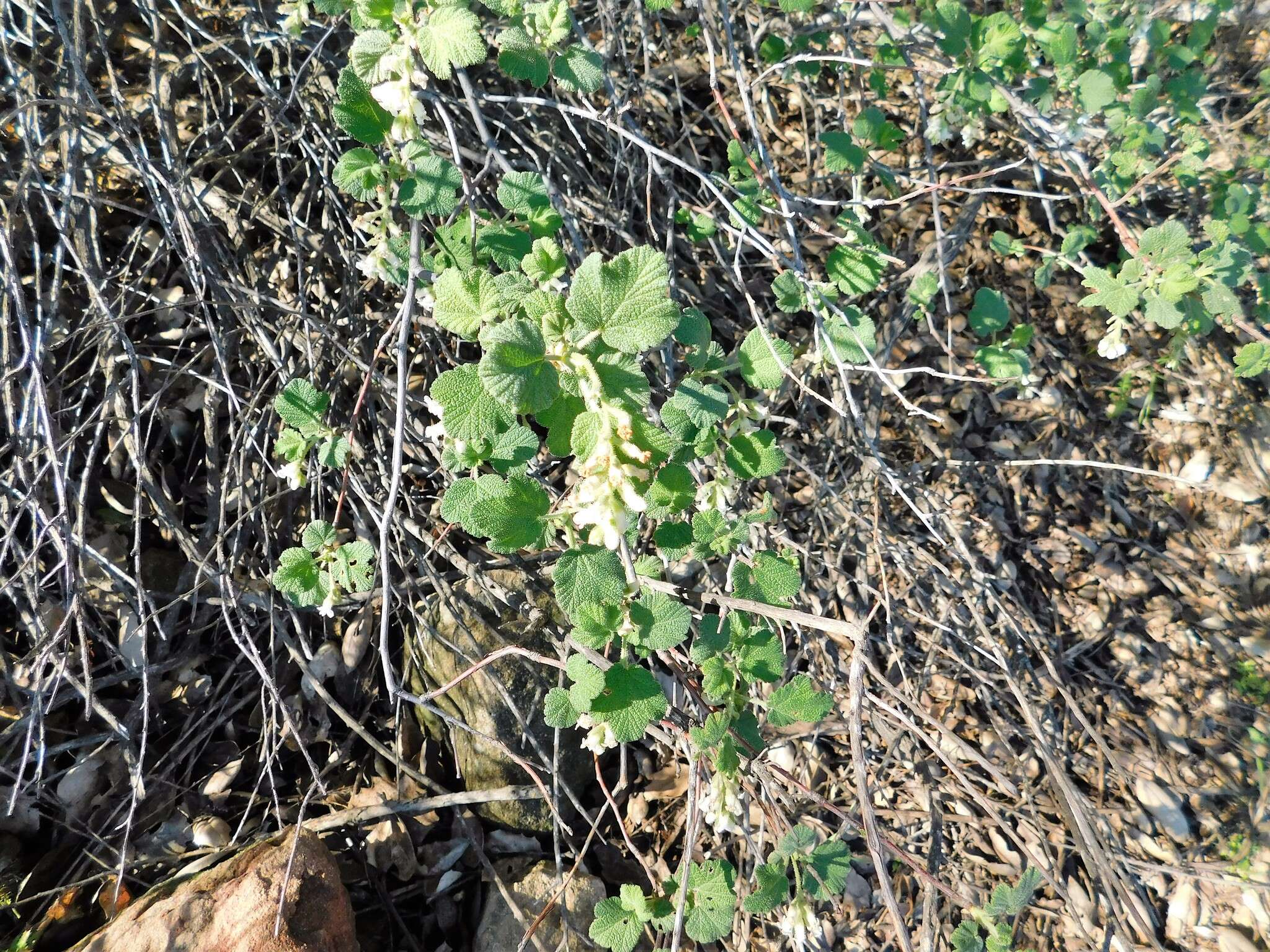 Image of whiteflower currant