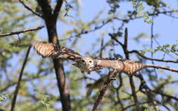 Image of Pearl-spotted Owlet