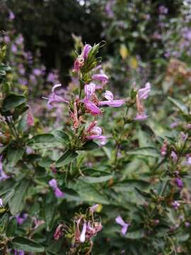 Image of Hypoestes aristata var. aristata