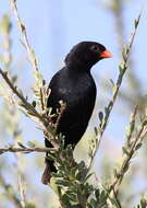 Image of Village Indigobird