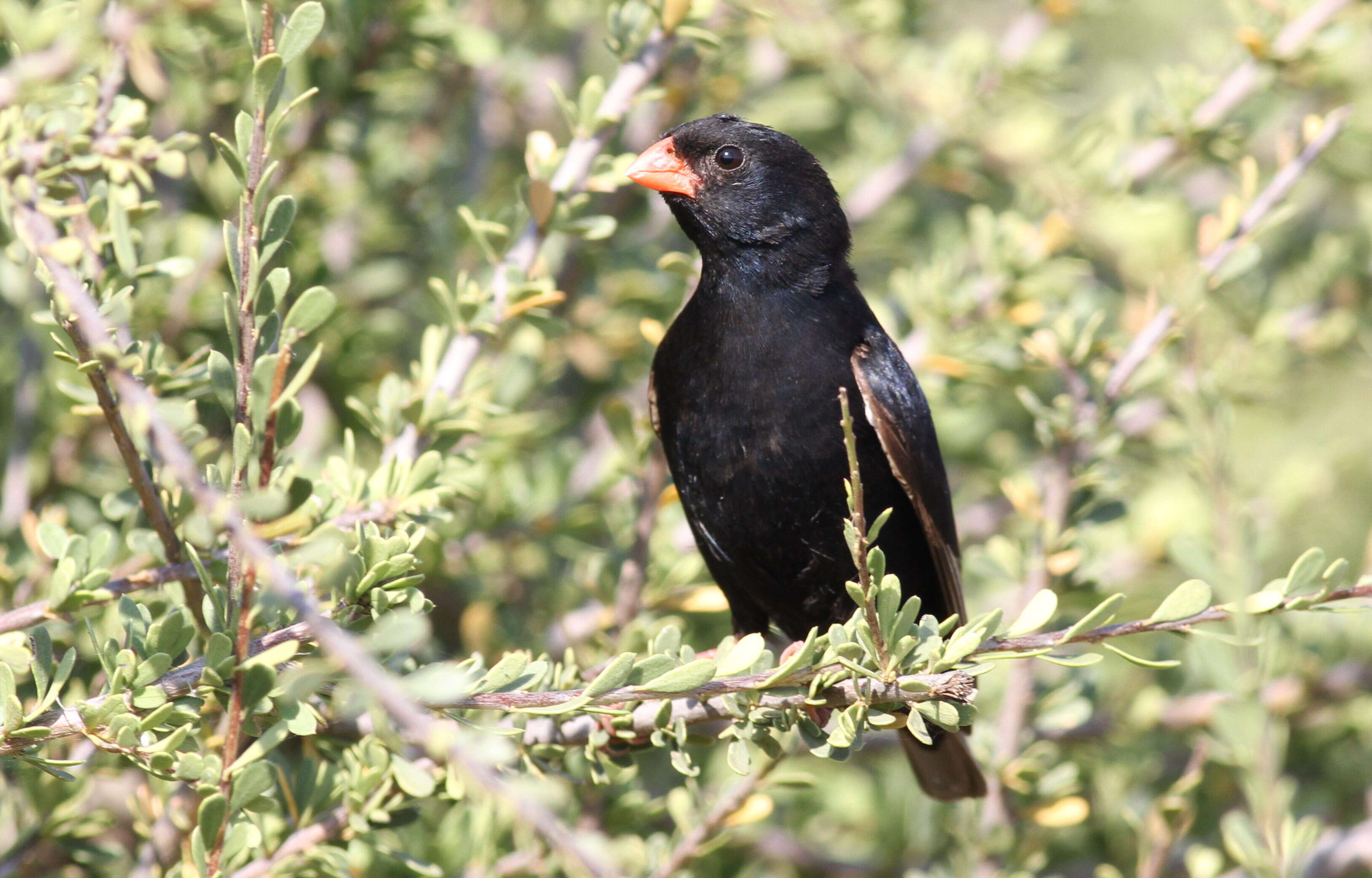 Image of Village Indigobird