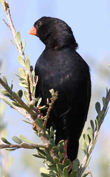 Image of Village Indigobird