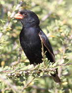 Image of Village Indigobird