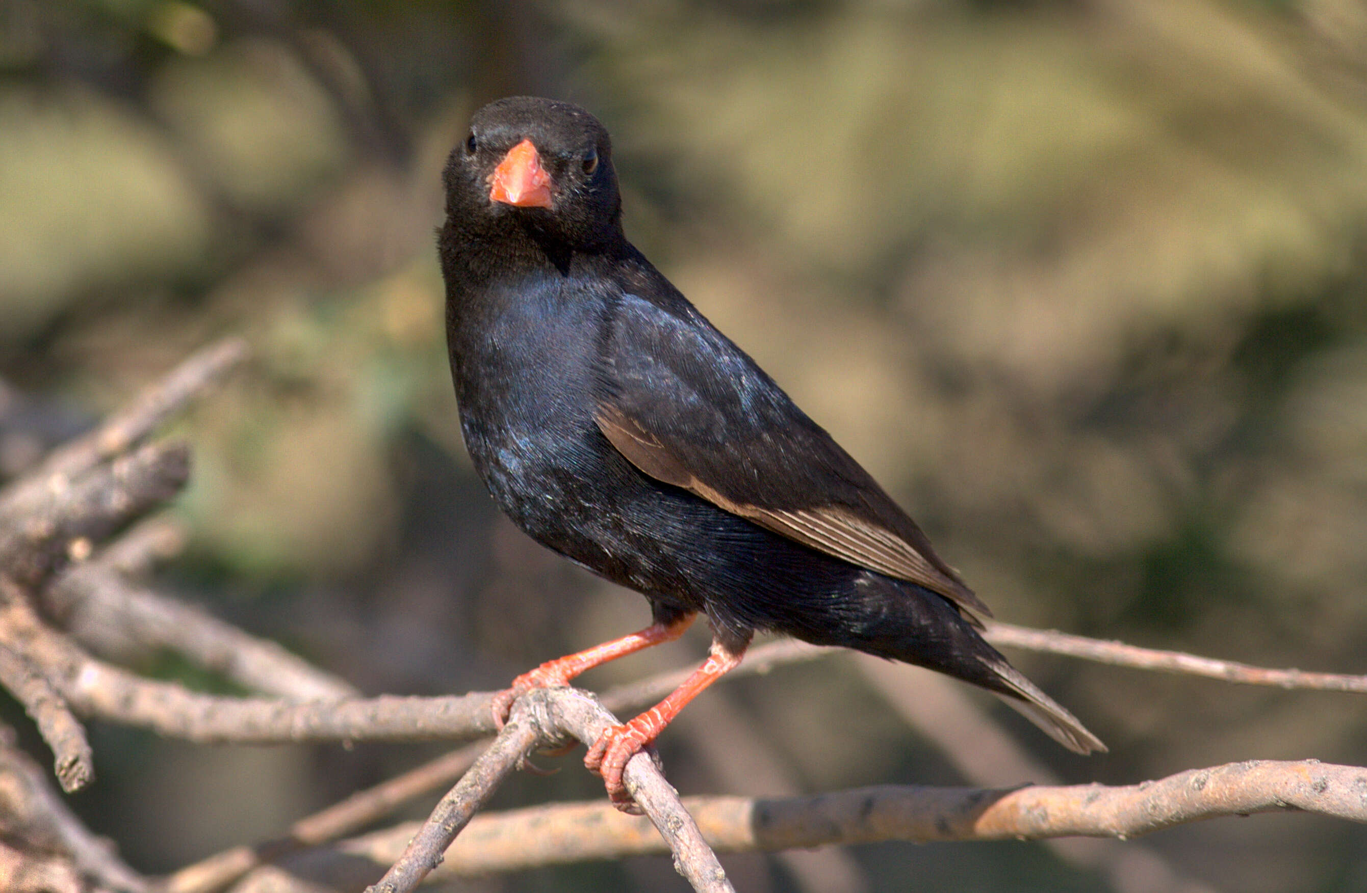 Image of Village Indigobird