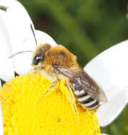 صورة Colletes similis Schenck 1853