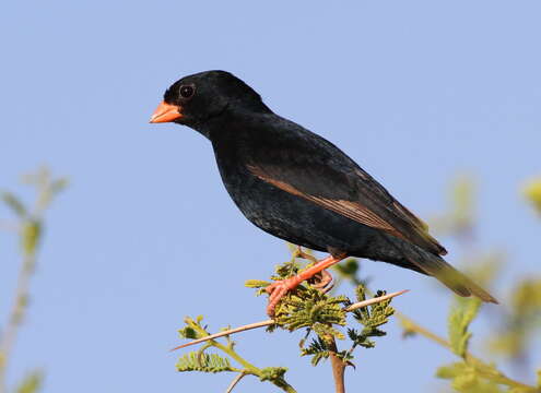 Image of Village Indigobird