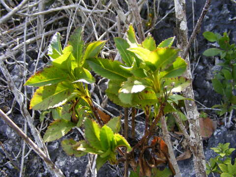 Bidens clarendonensis Britt.的圖片