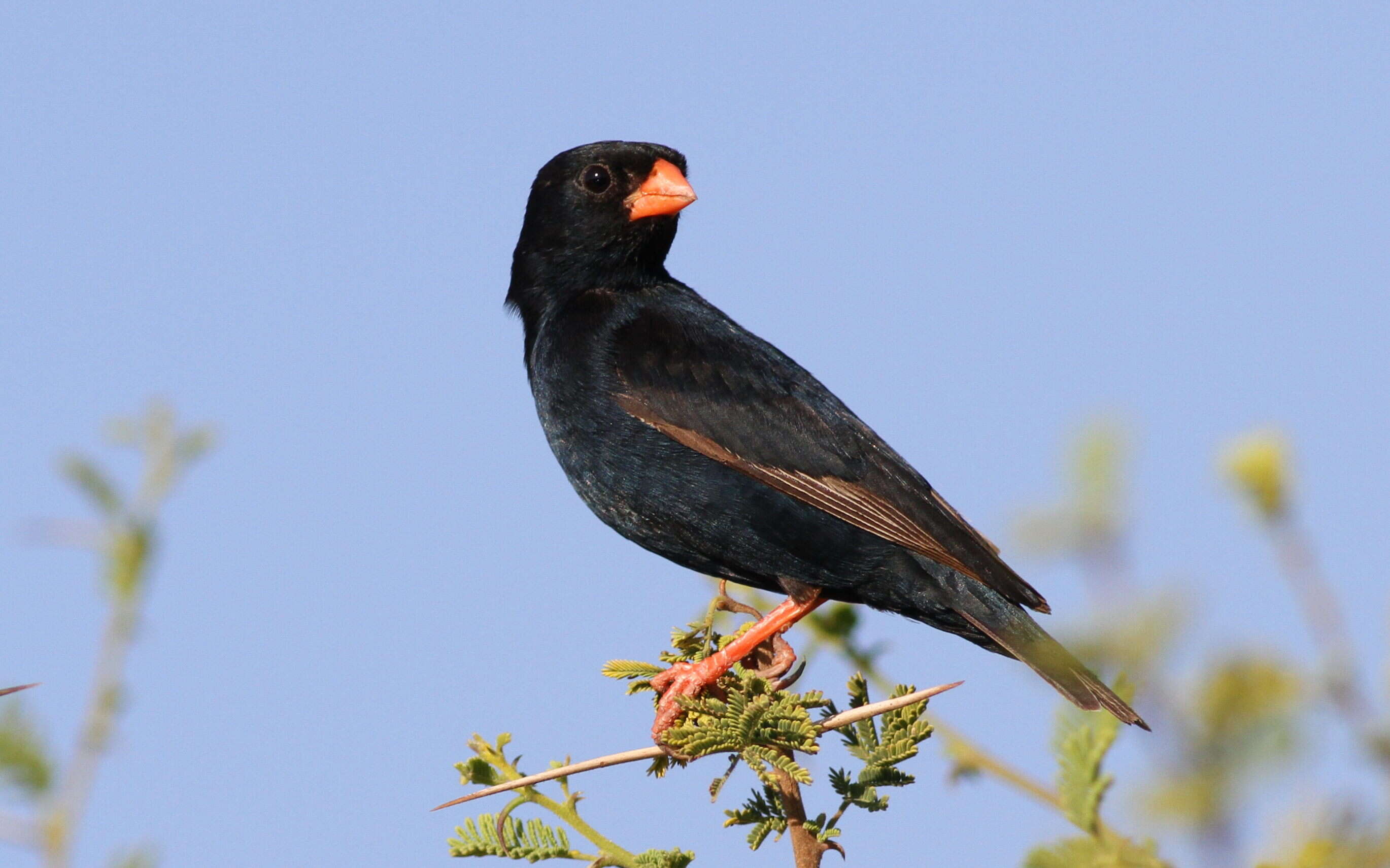 Image of Village Indigobird