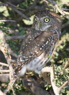 Image of Pearl-spotted Owlet