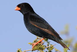 Image of Village Indigobird