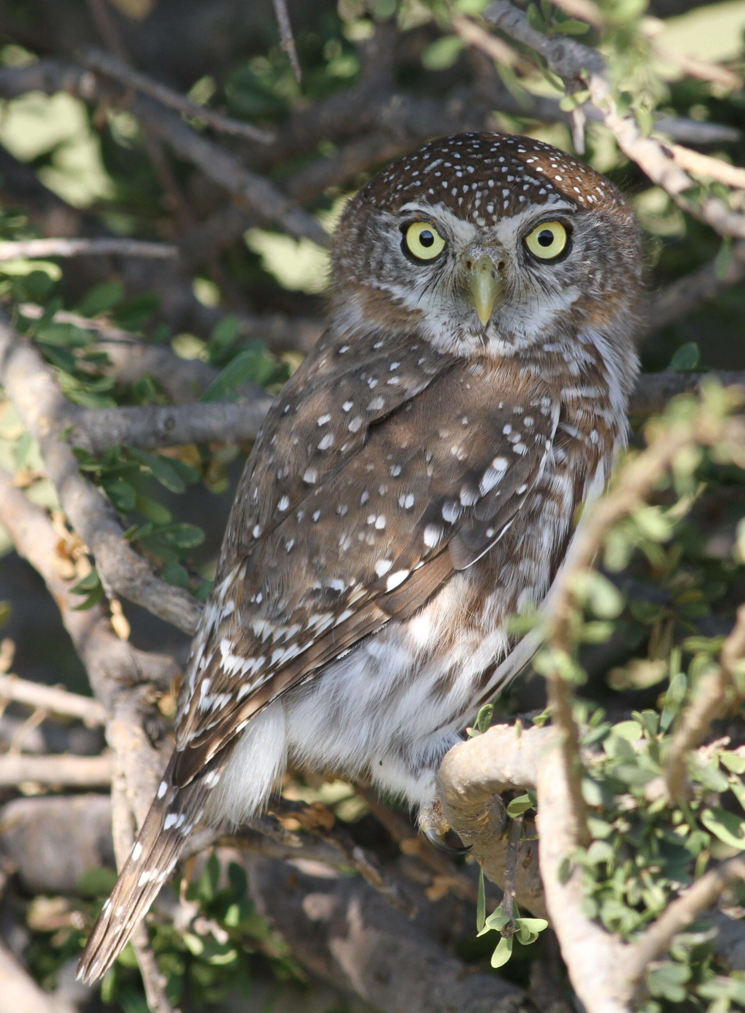 Image of Pearl-spotted Owlet