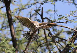 Image of Pearl-spotted Owlet