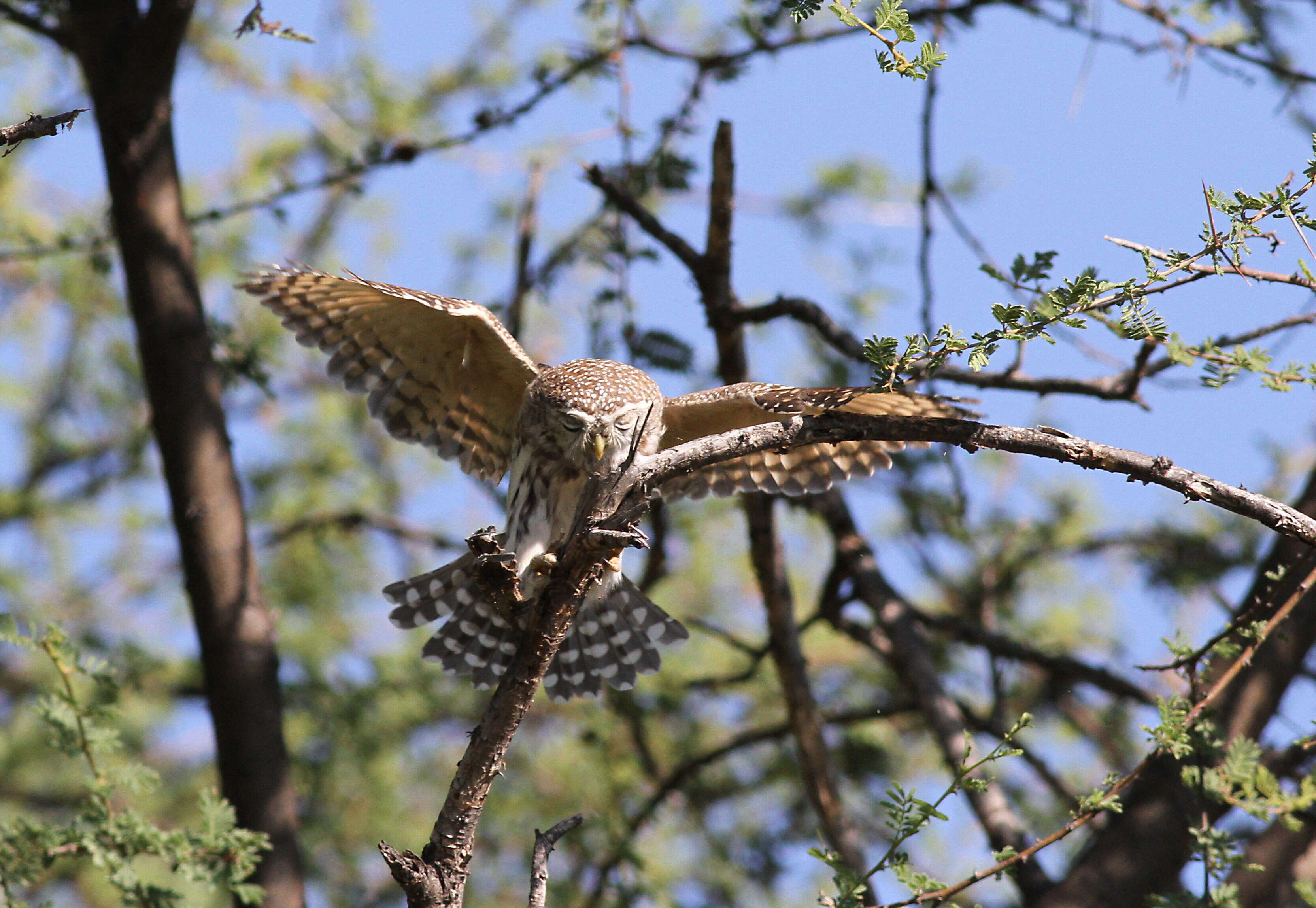 صورة Glaucidium perlatum (Vieillot 1817)