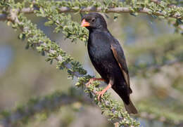 Image of Village Indigobird