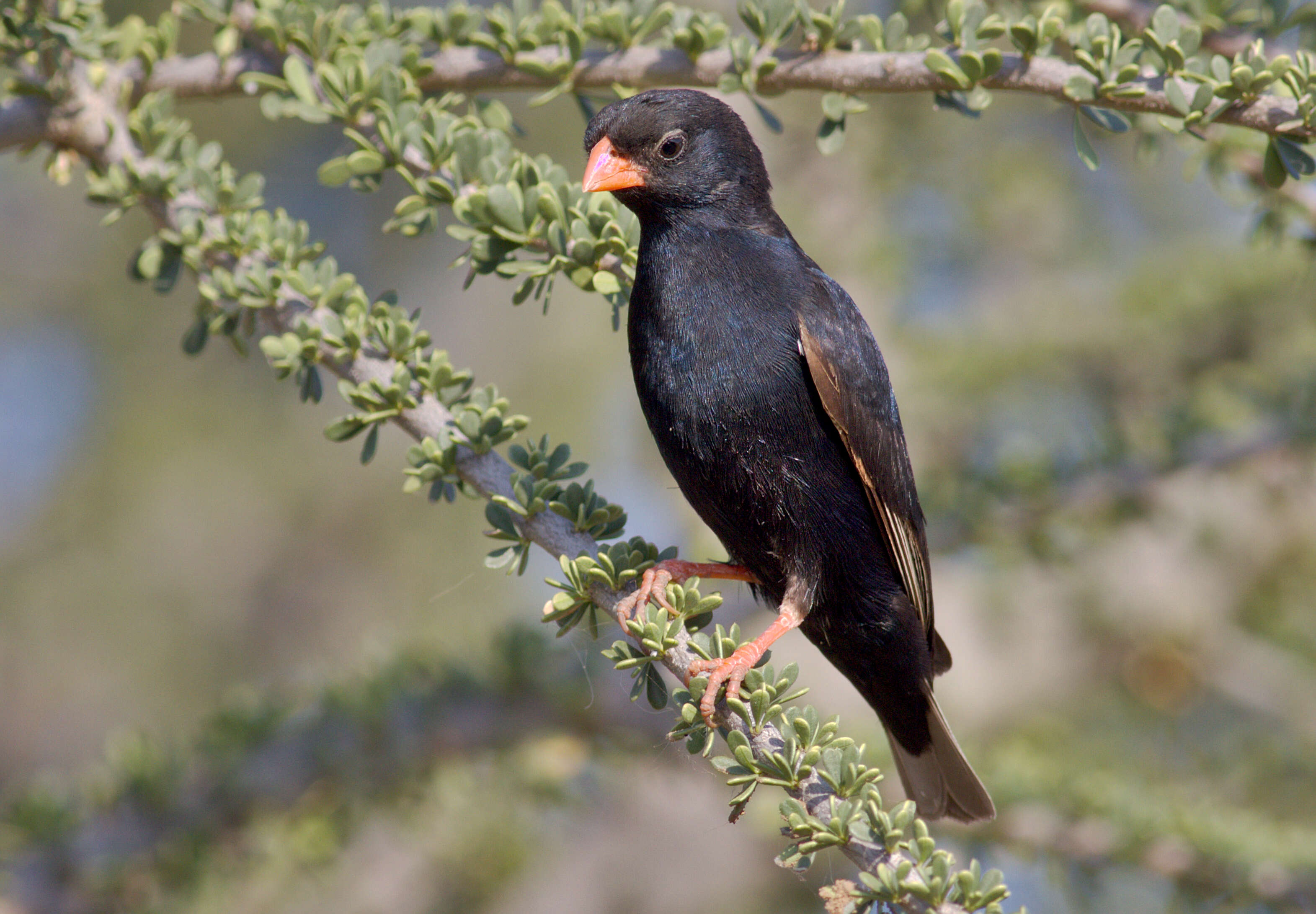 Image of Village Indigobird