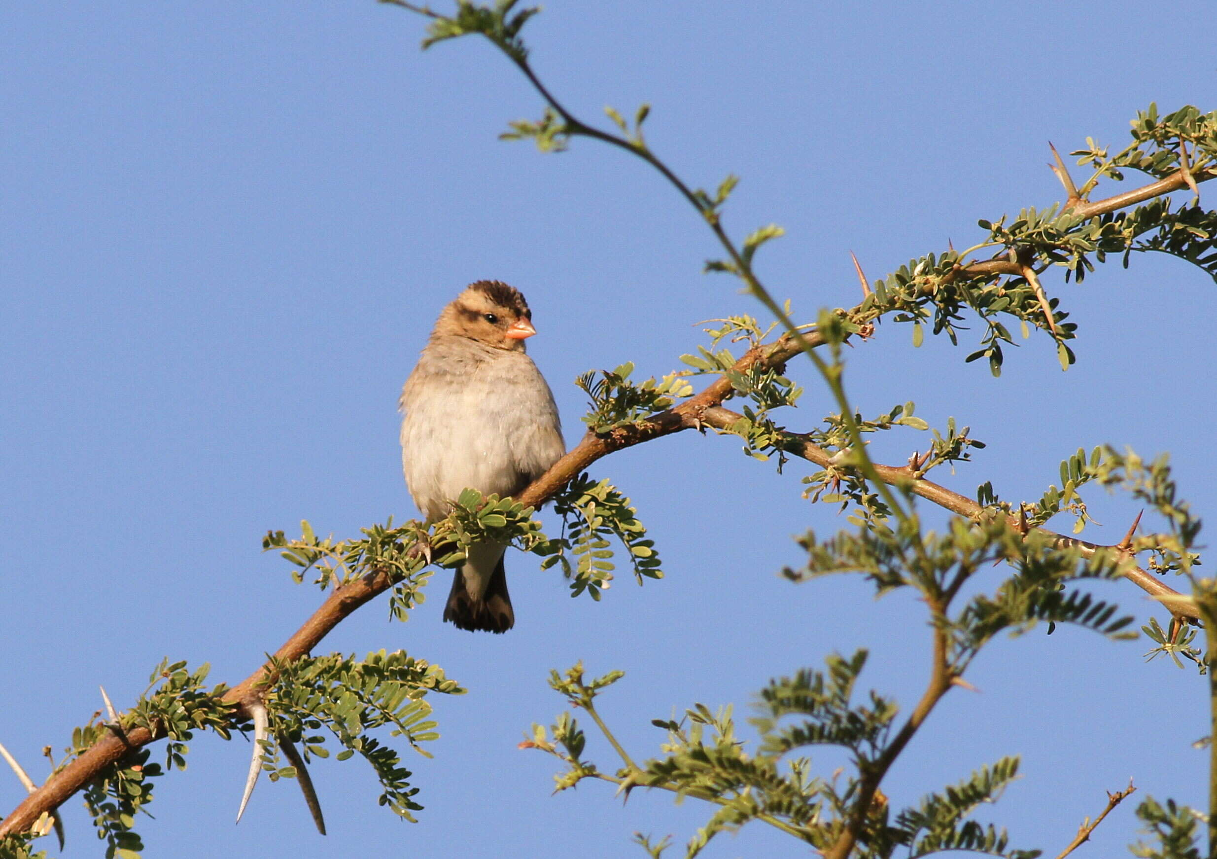 Image of Village Indigobird