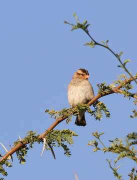 Image of Village Indigobird