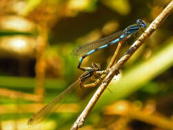 Image of Big Bluet