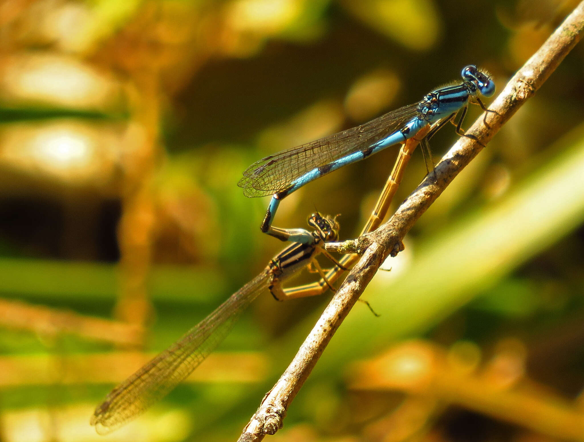 Image of Big Bluet