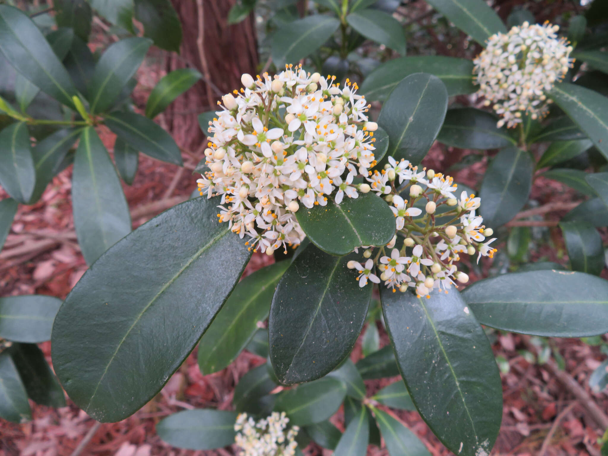 Image of Skimmia japonica subsp. japonica