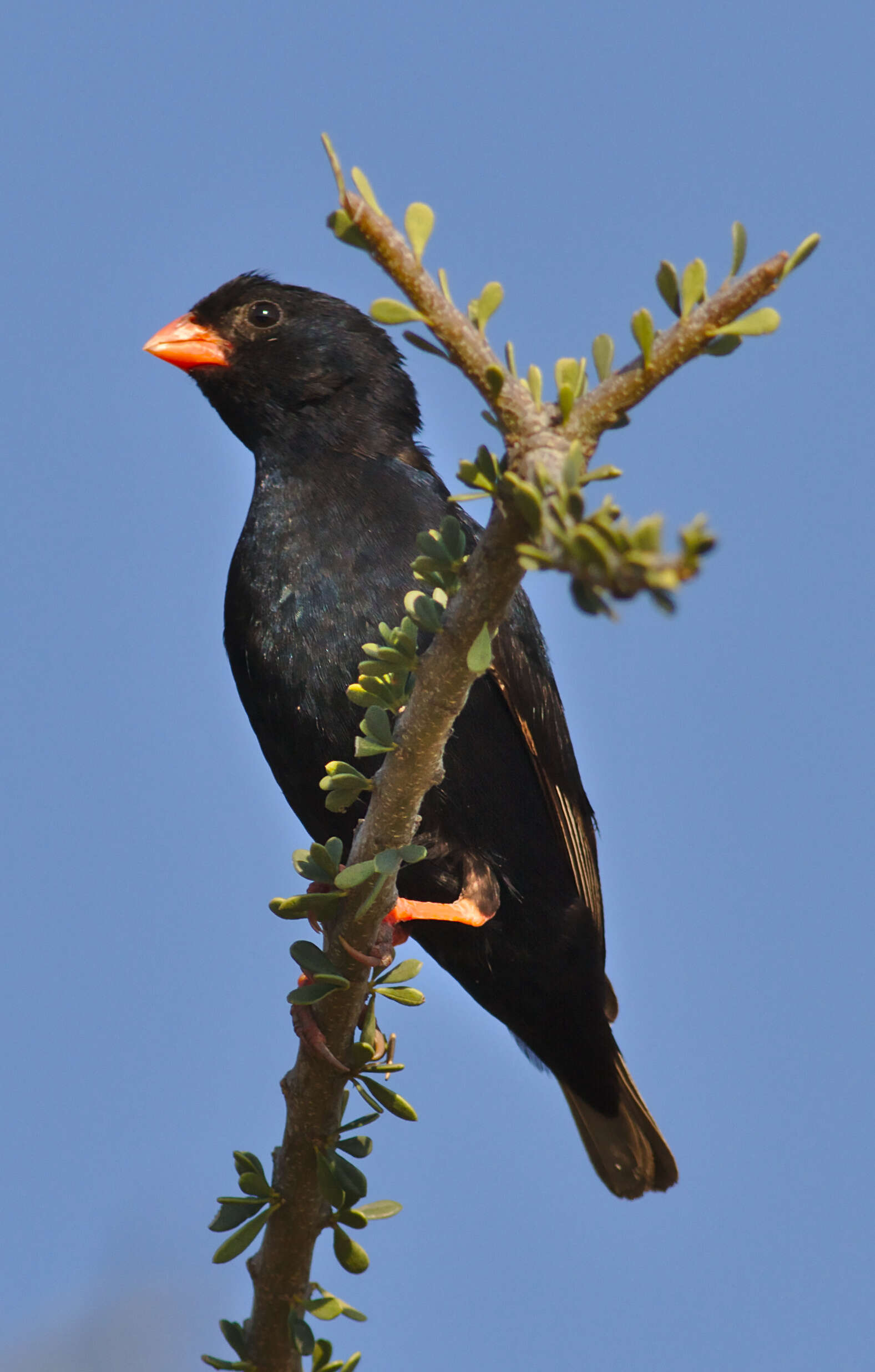 Image of Village Indigobird