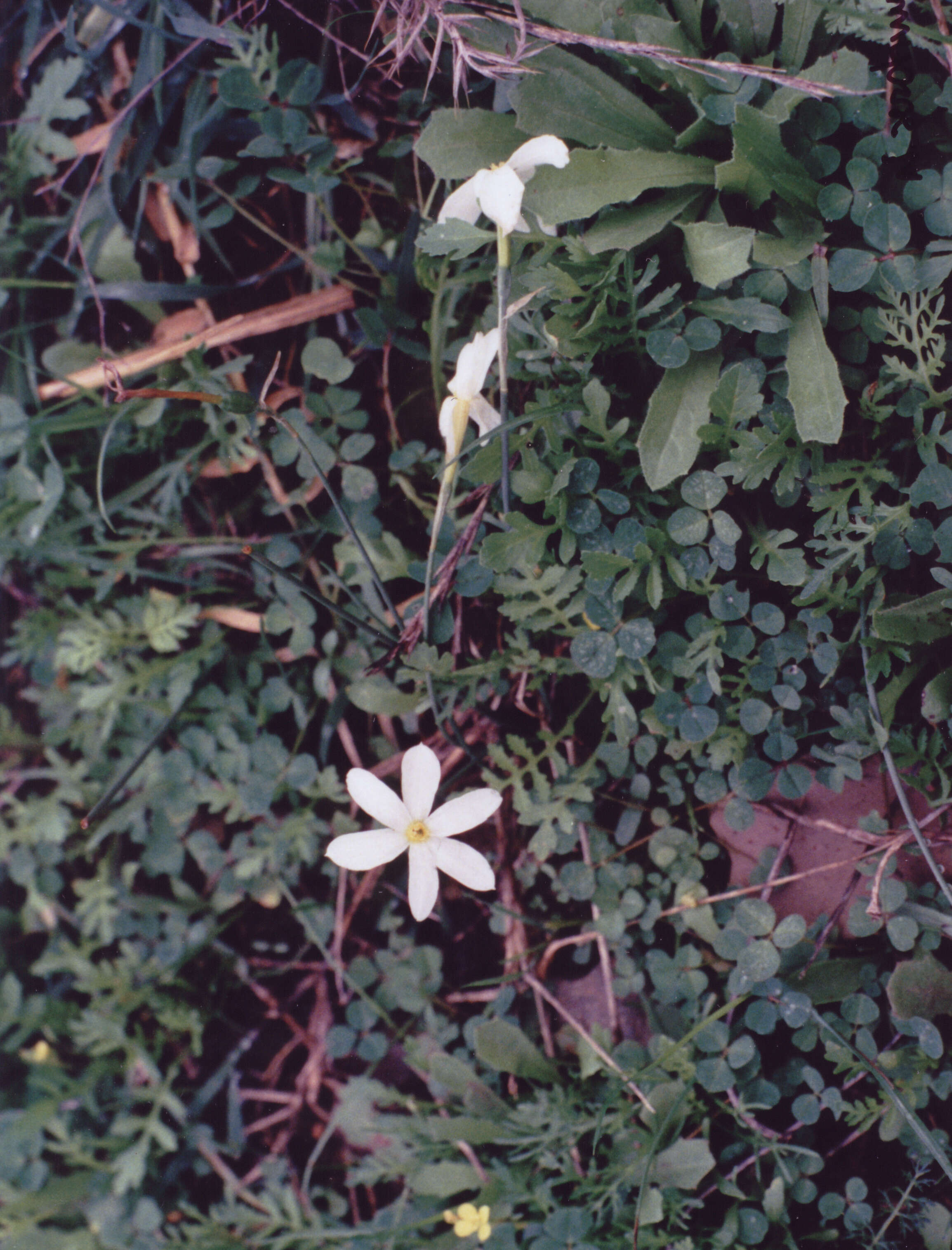 Image of Narcissus serotinus L.