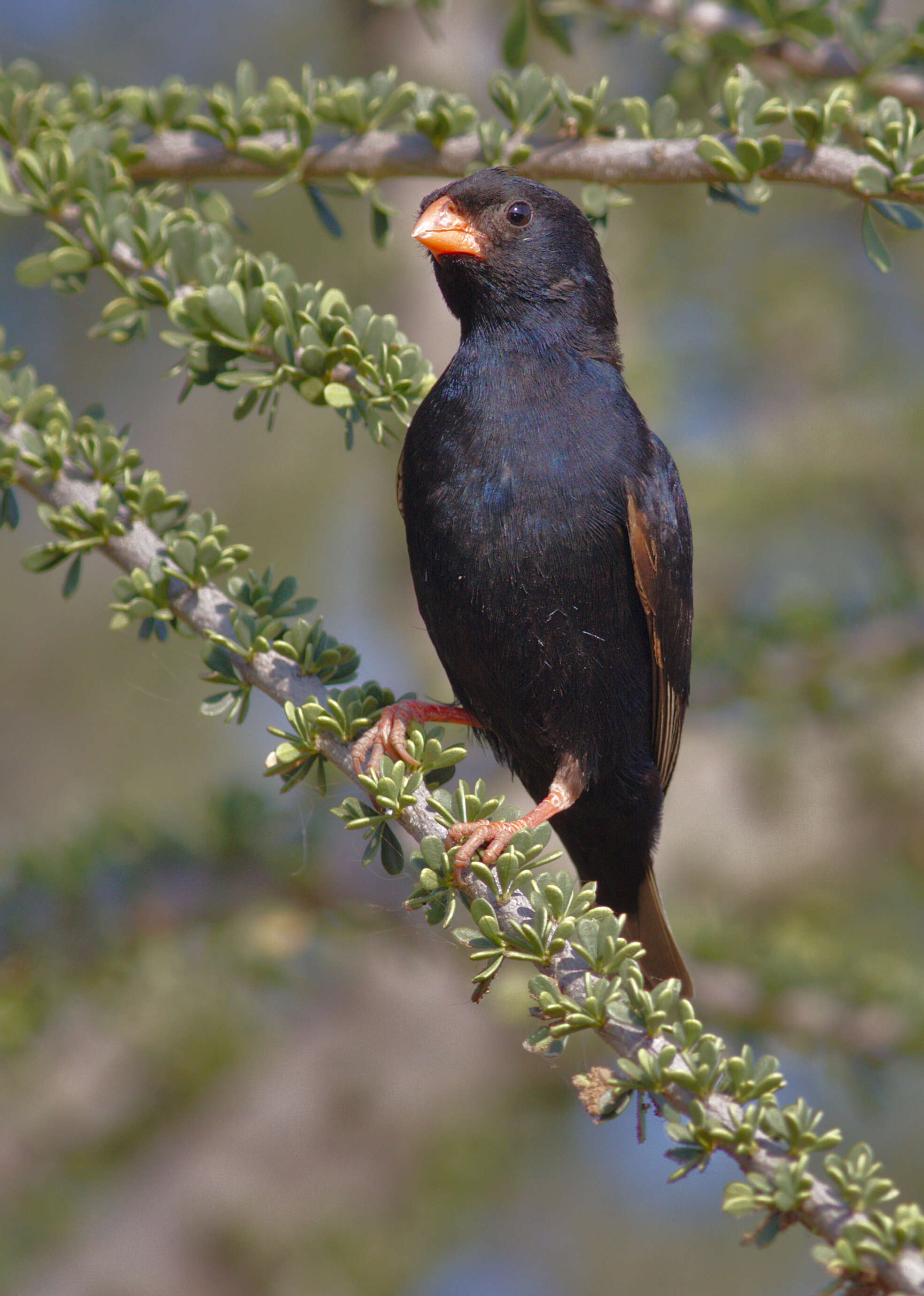 Image of Village Indigobird