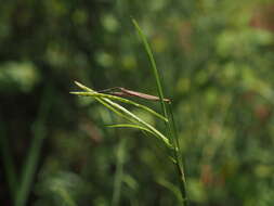 Imagem de Hemarthria compressa (L. fil.) R. Br.