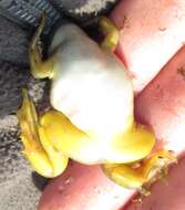 Image of Muller's clawed frog