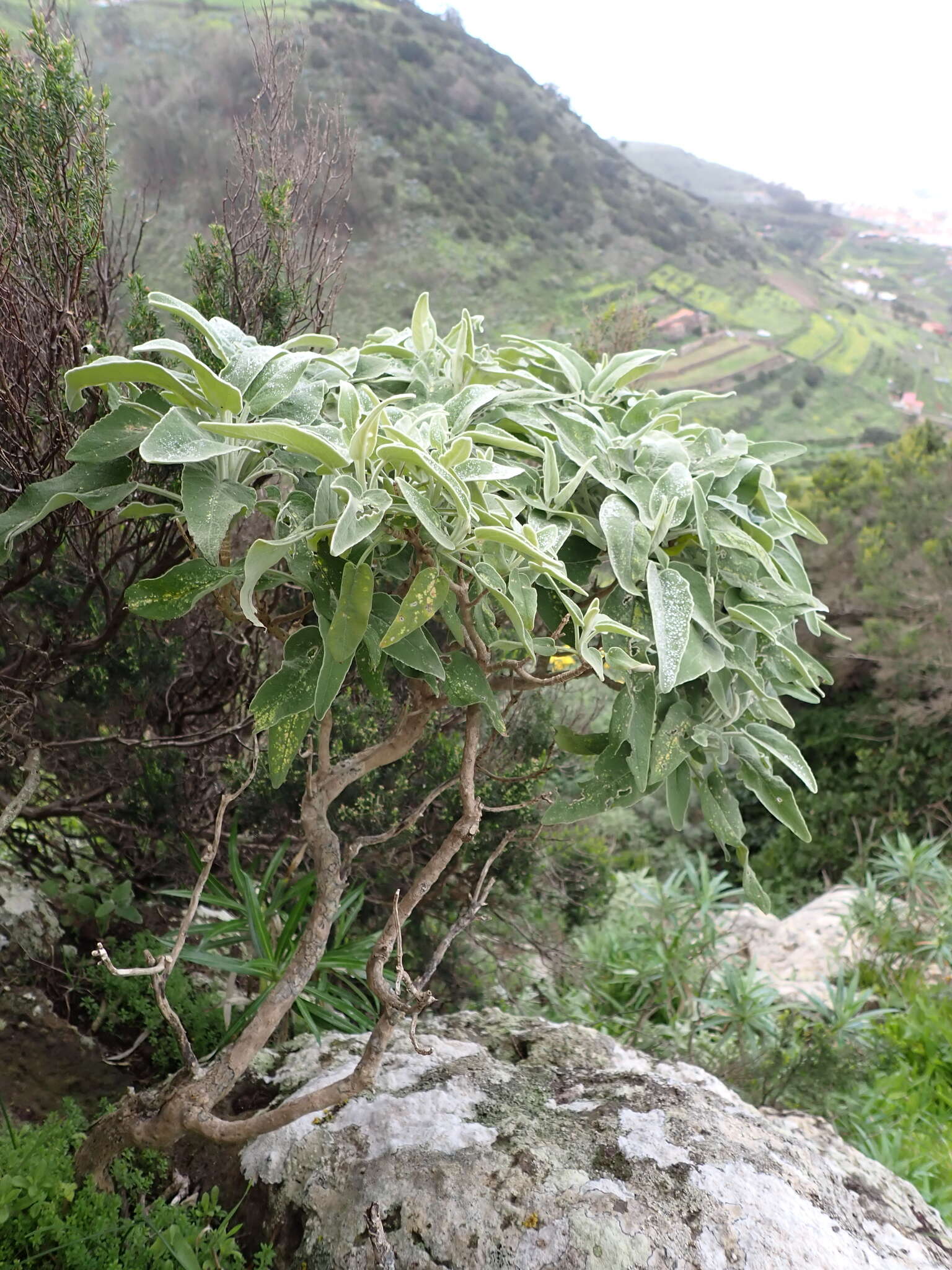 Image of Sideritis dendrochahorra Bolle